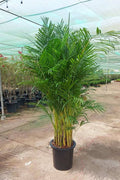 Areca Palm Outdoor — Dypsis Lutescens