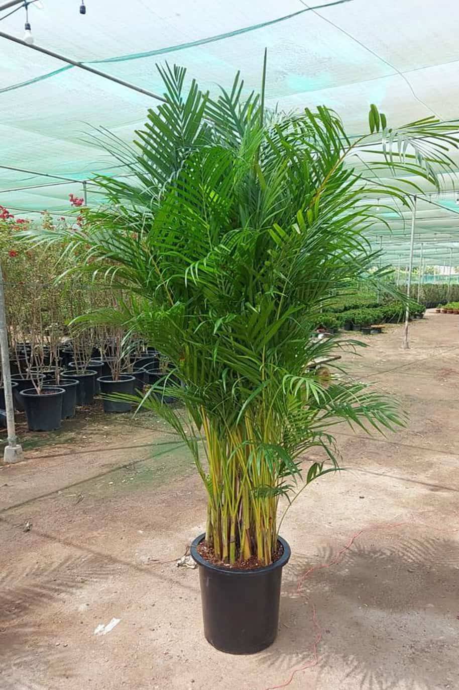 Areca Palm Outdoor — Dypsis Lutescens