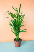 Areca Palm — Chrysalidocarpus Lutescens