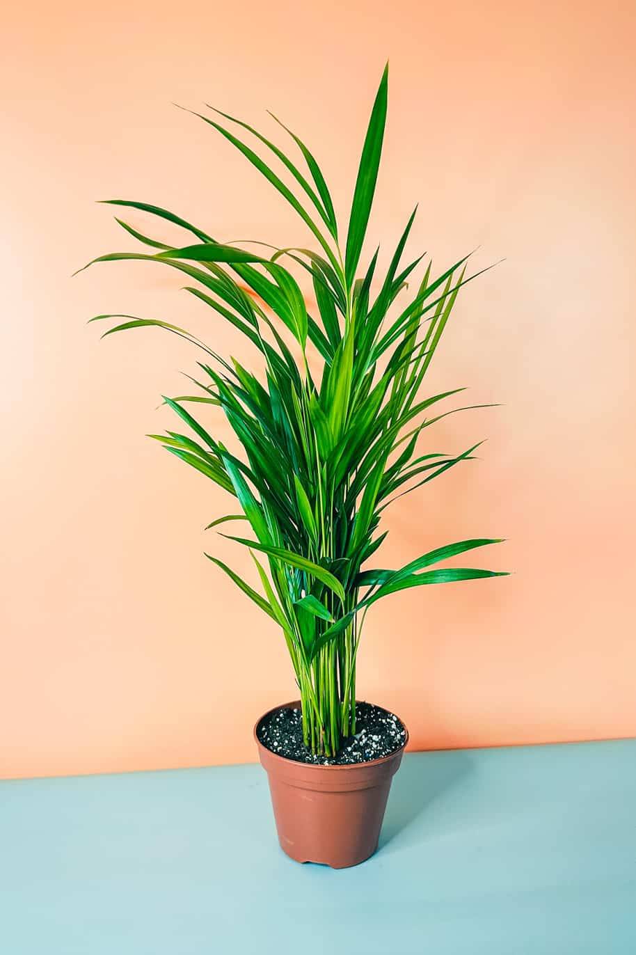 Areca Palm — Chrysalidocarpus Lutescens