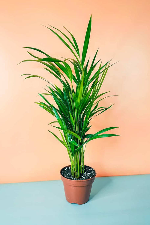 Areca Palm — Chrysalidocarpus Lutescens
