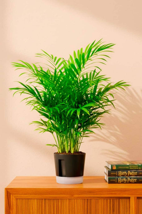 Bamboo Palm — Chamaedorea Elegans