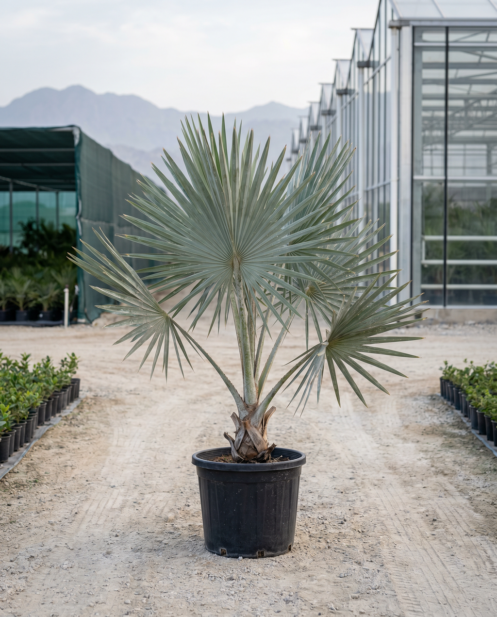 Silver Bismarck Palm