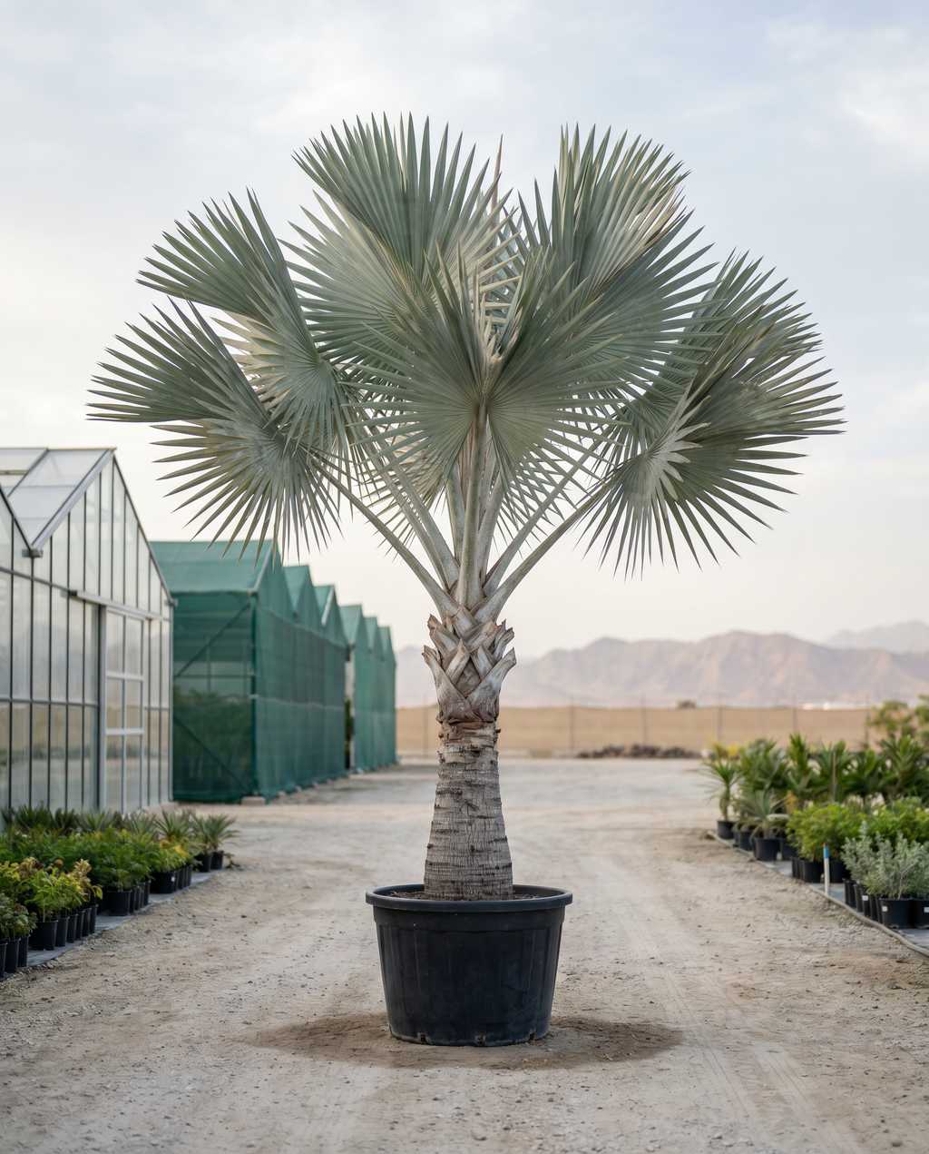 Silver Bismarck Palm