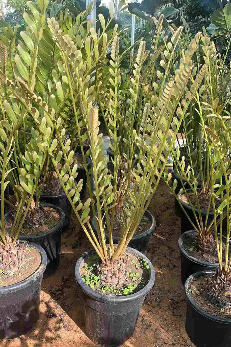 Cardboard Palm Tall — Zamia Furfuracea