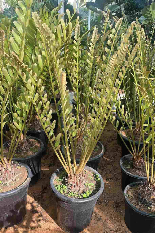 Cardboard Palm Tall — Zamia Furfuracea