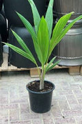 Coconut Tree — Cocos Nucifera