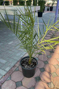 Date Palm — Phoenix Dactylifera