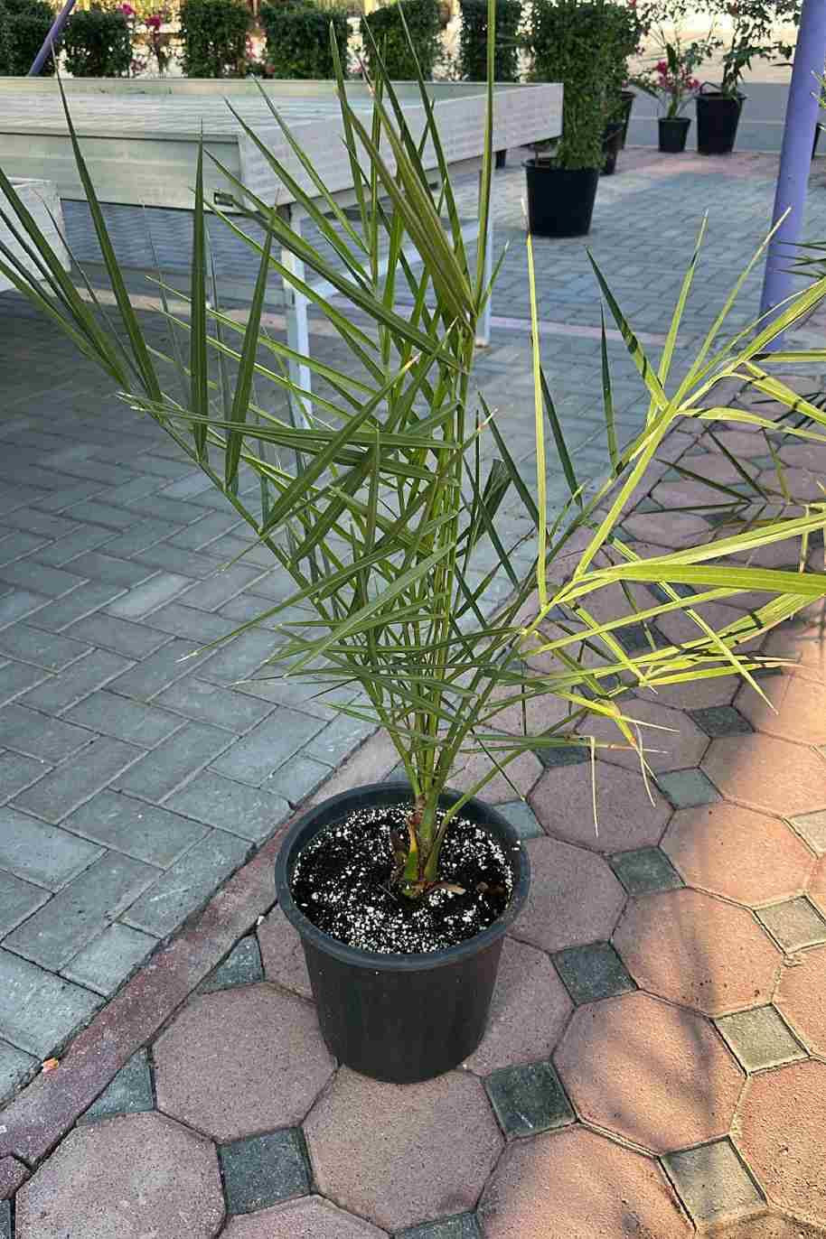 Date Palm — Phoenix Dactylifera