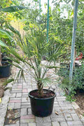 European Fan Palm — Chamaerops Humilis