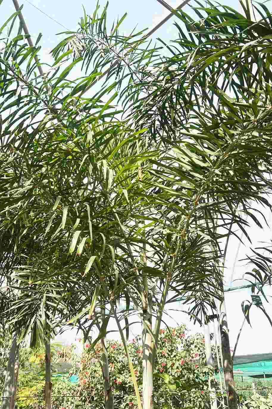 Foxtail Palm garden setting