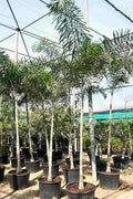 Foxtail Palm — Wodyetia Bifurcata