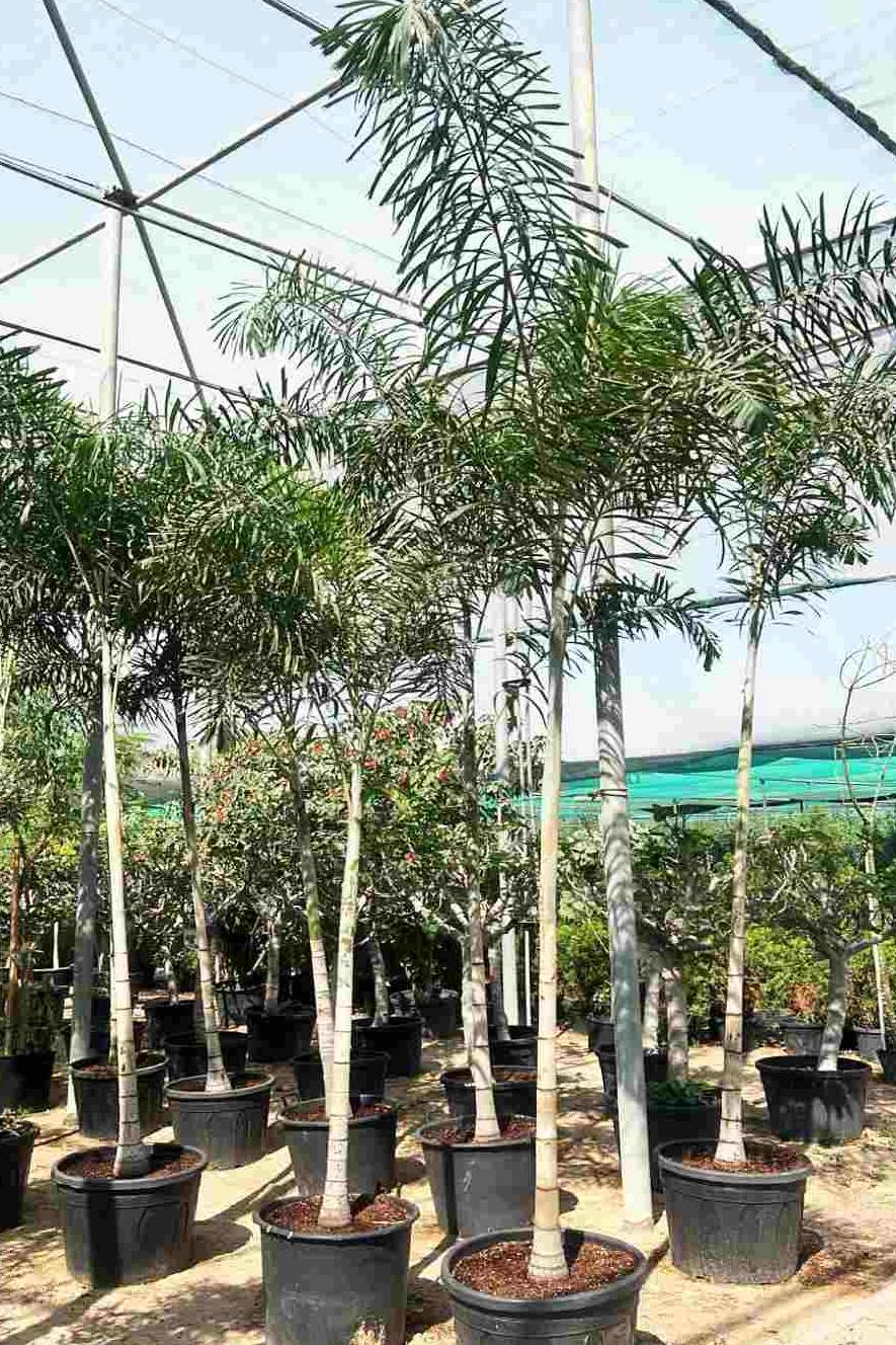 Foxtail Palm — Wodyetia Bifurcata