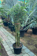 Japanese Bamboo Palm — Chamaedorea Seifrizii