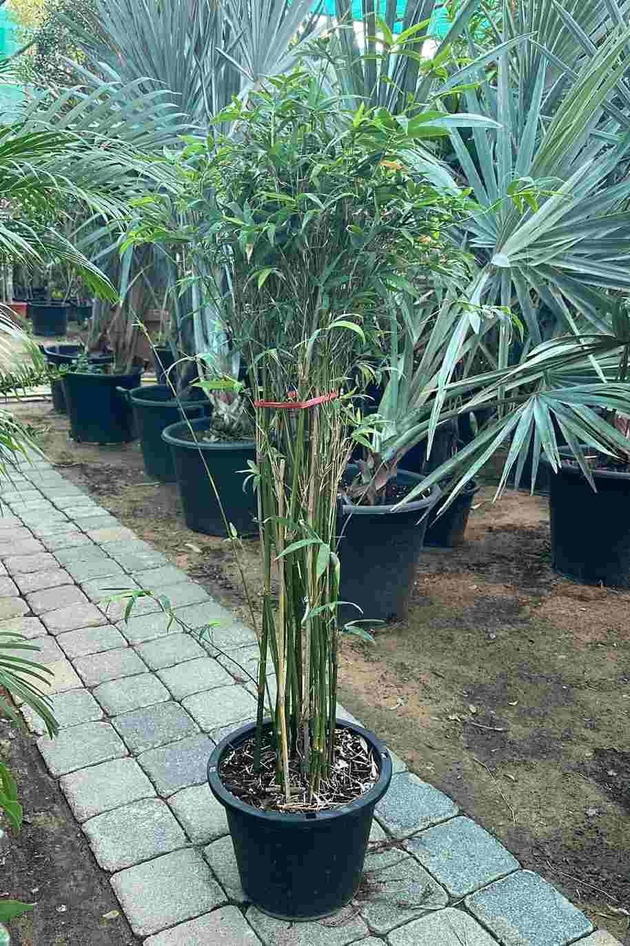 Japanese Bamboo Palm — Chamaedorea Seifrizii