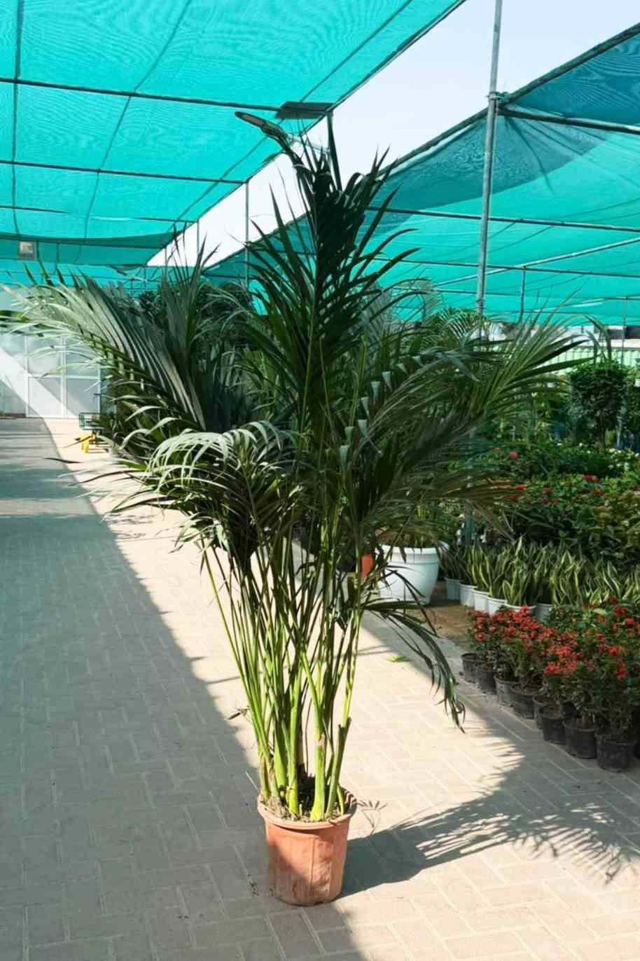 Kentia Palm — Howea Forsteriana