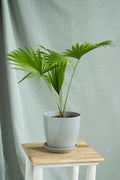 Livistona Palm — Livistona Chinensis