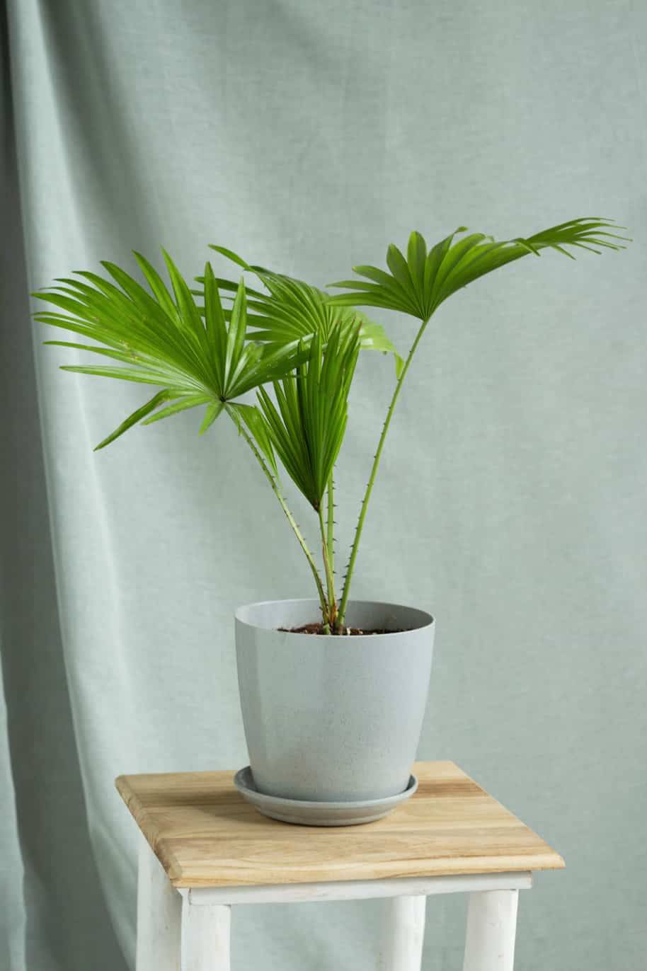 Livistona Palm — Livistona Chinensis