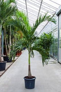 Manila Palm — Veitchia Merrillii