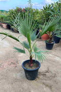 Mexican Washingtonia Palm — Washingtonia Robusta