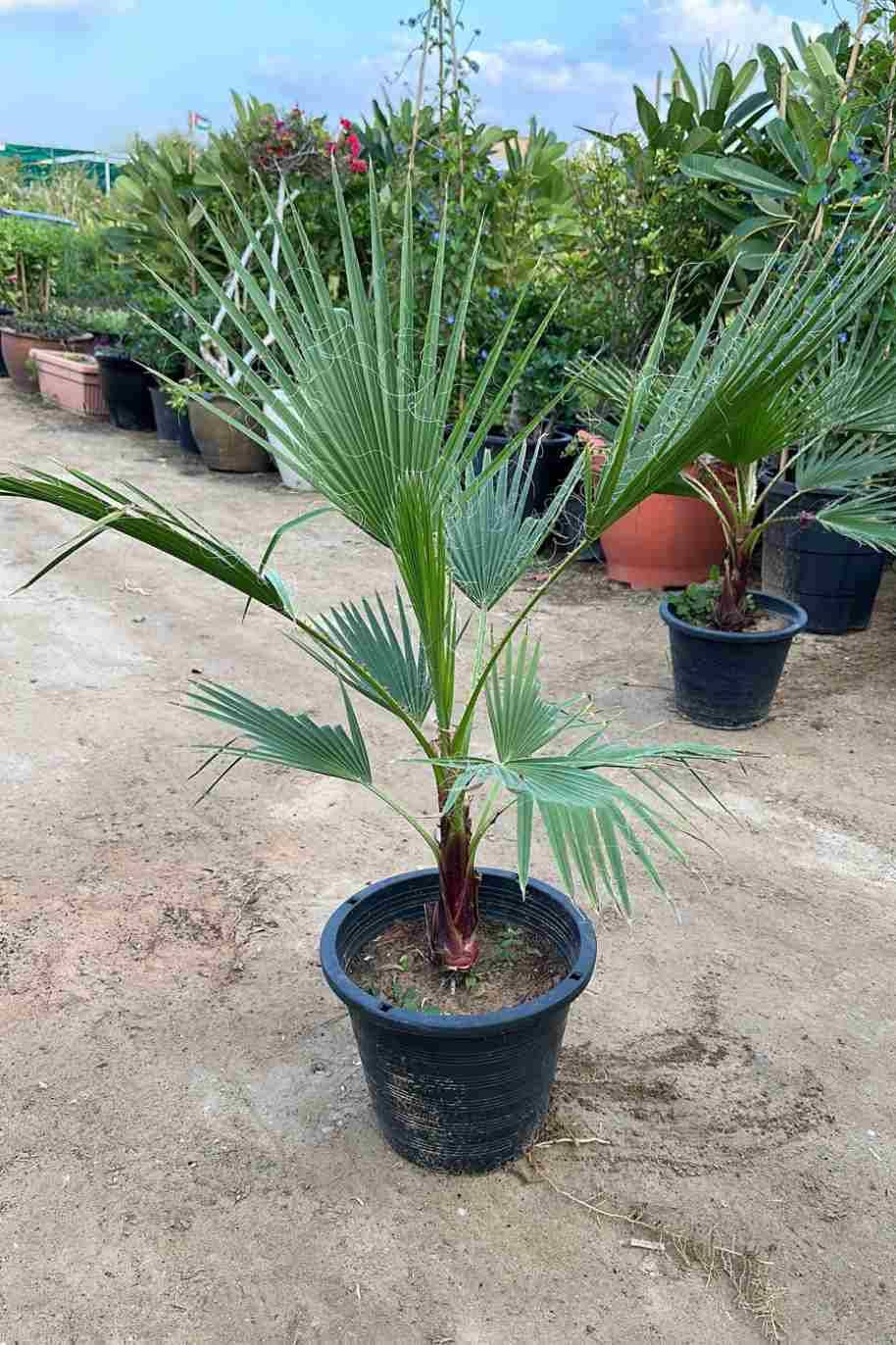 Mexican Washingtonia Palm — Washingtonia Robusta