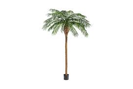 Chamaerops Humilis European Fan