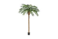Areca Lutescens Butterfly Palm