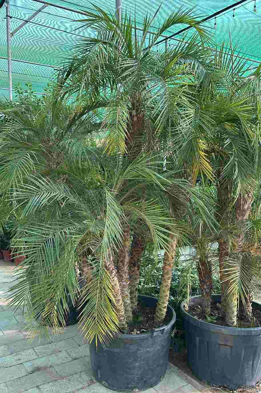 Phoenix Roebelenii Multi Trunk — Phoenix Roebelenii