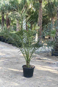 Pineapple Palm — Phoenix Canariensis