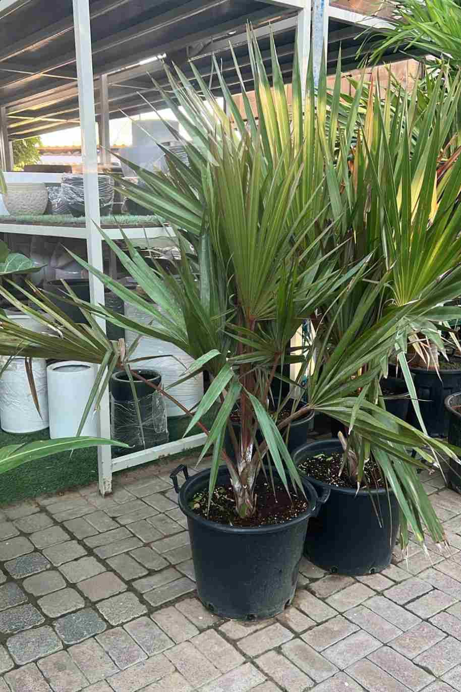Red Latan Palm — Latania Lontaroides