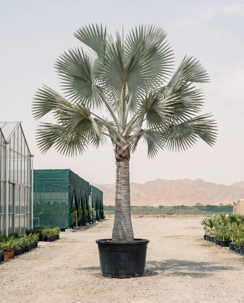 Silver Bismarck Palm — Bismarckia Nobilis