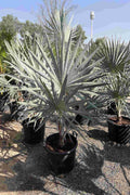Silver Bismarck Palm — Bismarckia Nobilis