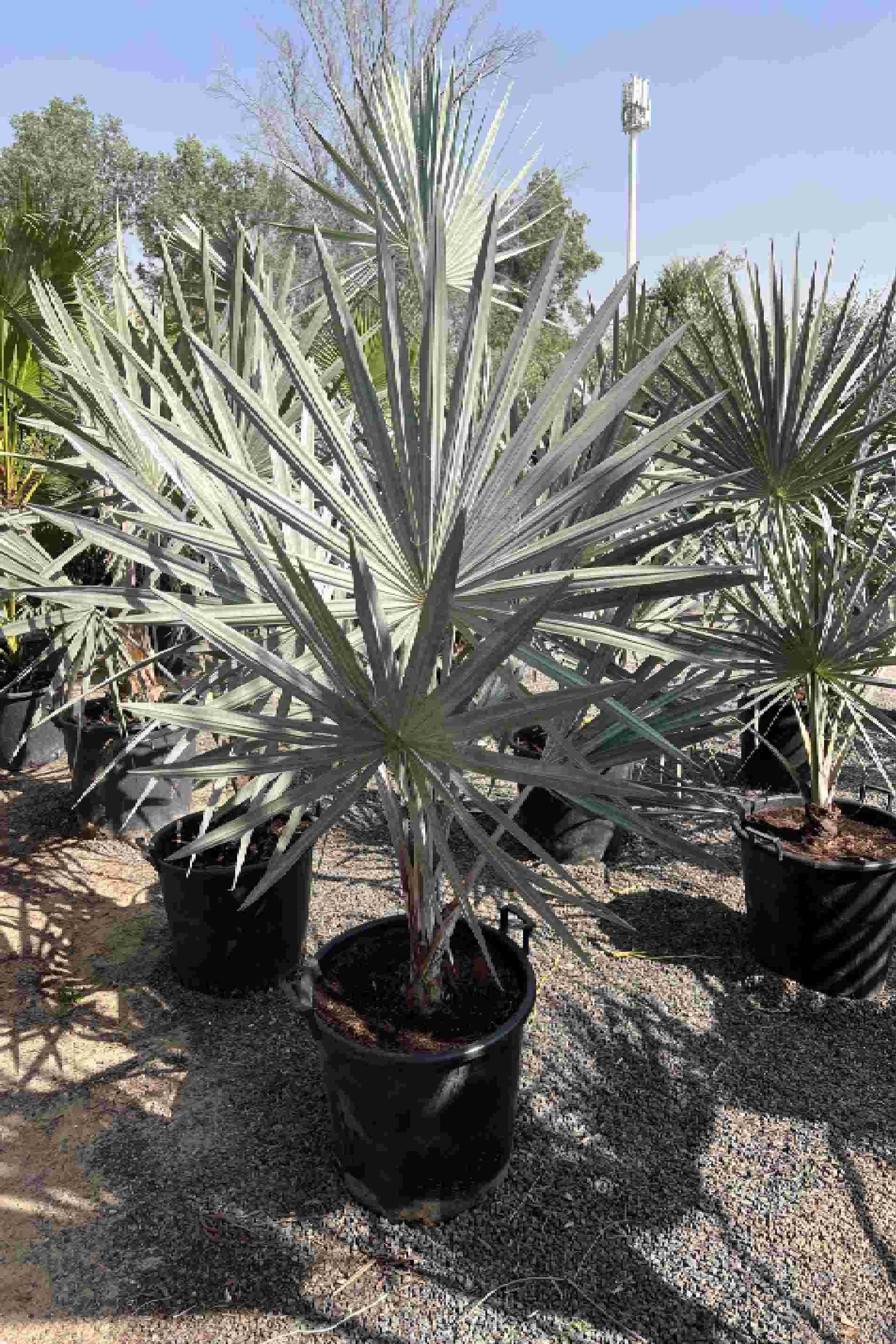 Silver Bismarck Palm — Bismarckia Nobilis