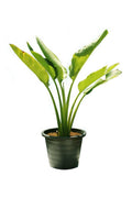 Travellers Palm — Ravenala Madagascariensis